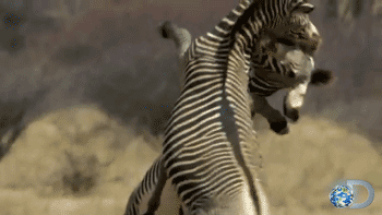 Dieren Zebra Kleurrijk Gifs Melkweg 