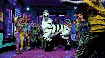 Dieren Zebra Gifs verdovend+middel 