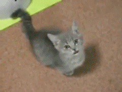Zooey Deschanel GIF. Gifs Filmsterren Zooey deschanel 
