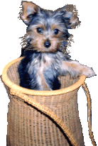 Honden Glitter plaatjes 