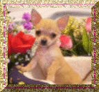 Honden Glitter plaatjes 