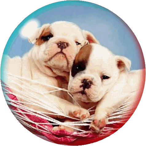 Globes Globes honden 
