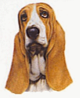 Honden plaatjes Bassets 