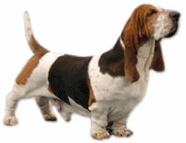 Honden plaatjes Bassets 