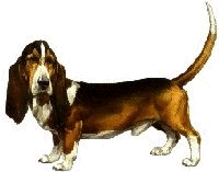 Honden plaatjes Bassets 