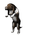 Honden plaatjes Bassets 