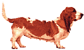 Honden plaatjes Bassets 