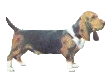 Honden plaatjes Bassets 