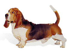 Honden plaatjes Bassets 