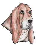 Honden plaatjes Bassets 