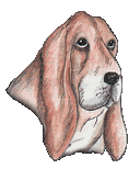 Honden plaatjes Bassets 