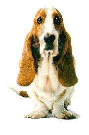 Honden plaatjes Bassets 