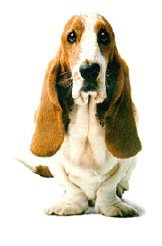 Honden plaatjes Bassets 