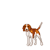 Honden plaatjes Beagles 
