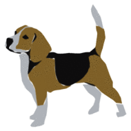 Honden plaatjes Beagles 