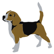 Honden plaatjes Beagles 