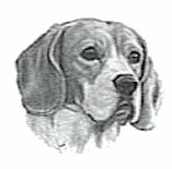 Honden plaatjes Beagles 