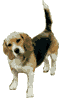Honden plaatjes Beagles 