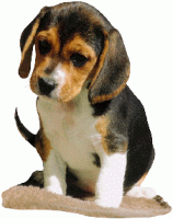 Honden plaatjes Beagles 
