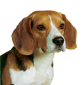 Honden plaatjes Beagles 