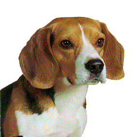 Honden plaatjes Beagles 