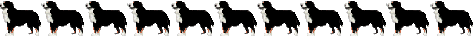 Honden plaatjes Berner senner 
