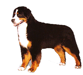 Honden plaatjes Berner senner 