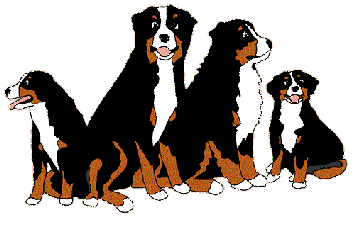 Honden plaatjes Berner senner 