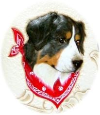 Honden plaatjes Berner senner 