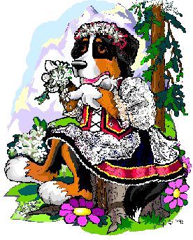 Honden plaatjes Berner senner 