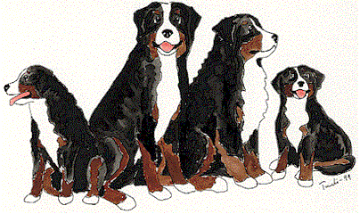 Honden plaatjes Berner senner 
