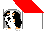 Honden plaatjes Berner senner 