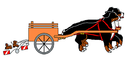 Honden plaatjes Berner senner 