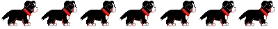 Honden plaatjes Berner senner 