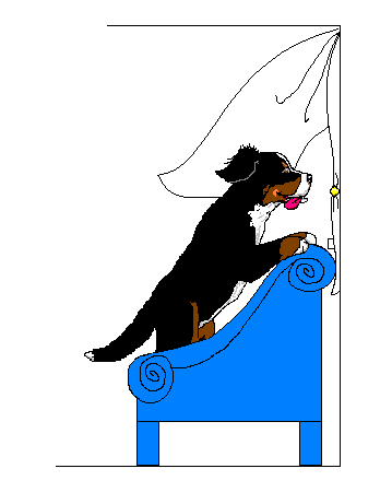 Honden plaatjes Berner senner 
