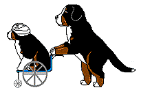 Honden plaatjes Berner senner 