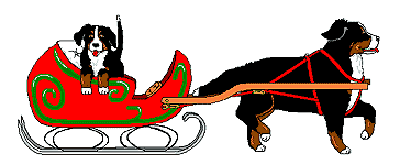 Honden plaatjes Berner senner 