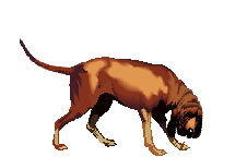 Honden plaatjes Bloedhonden 