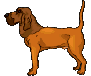 Honden plaatjes Bloedhonden 