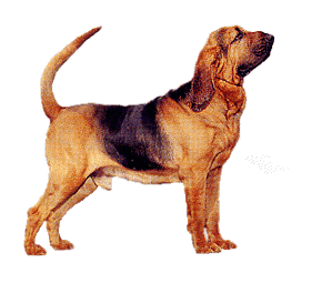 Honden plaatjes Bloedhonden 