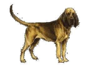 Honden plaatjes Bloedhonden 