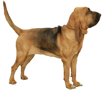 Honden plaatjes Bloedhonden 