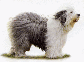 Honden plaatjes Bobtail 