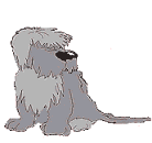 Honden plaatjes Bobtail 