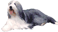 Honden plaatjes Bobtail 