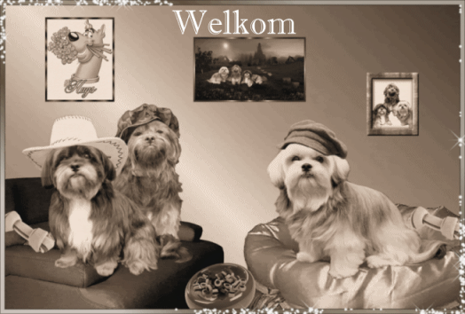 Honden plaatjes Boomer 
