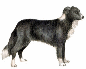 Honden plaatjes Border collie 