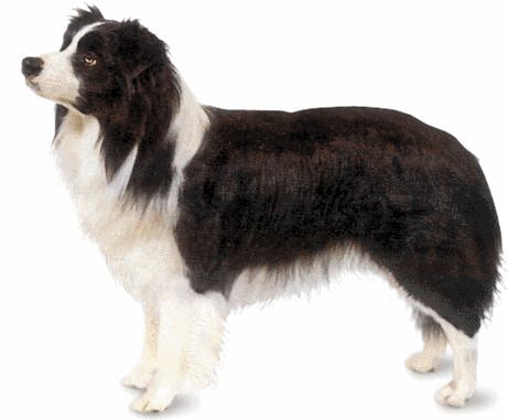 Honden plaatjes Border collie 
