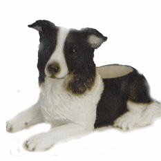 Honden plaatjes Border collie 