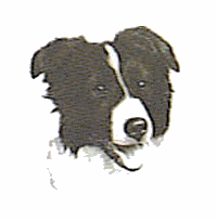 Honden plaatjes Border collie 